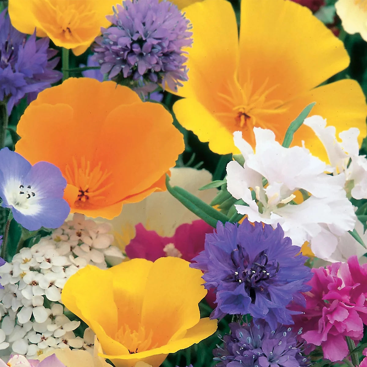 Unwins Annual Flowers Seeds (Dwarf) Unwins Special Mix