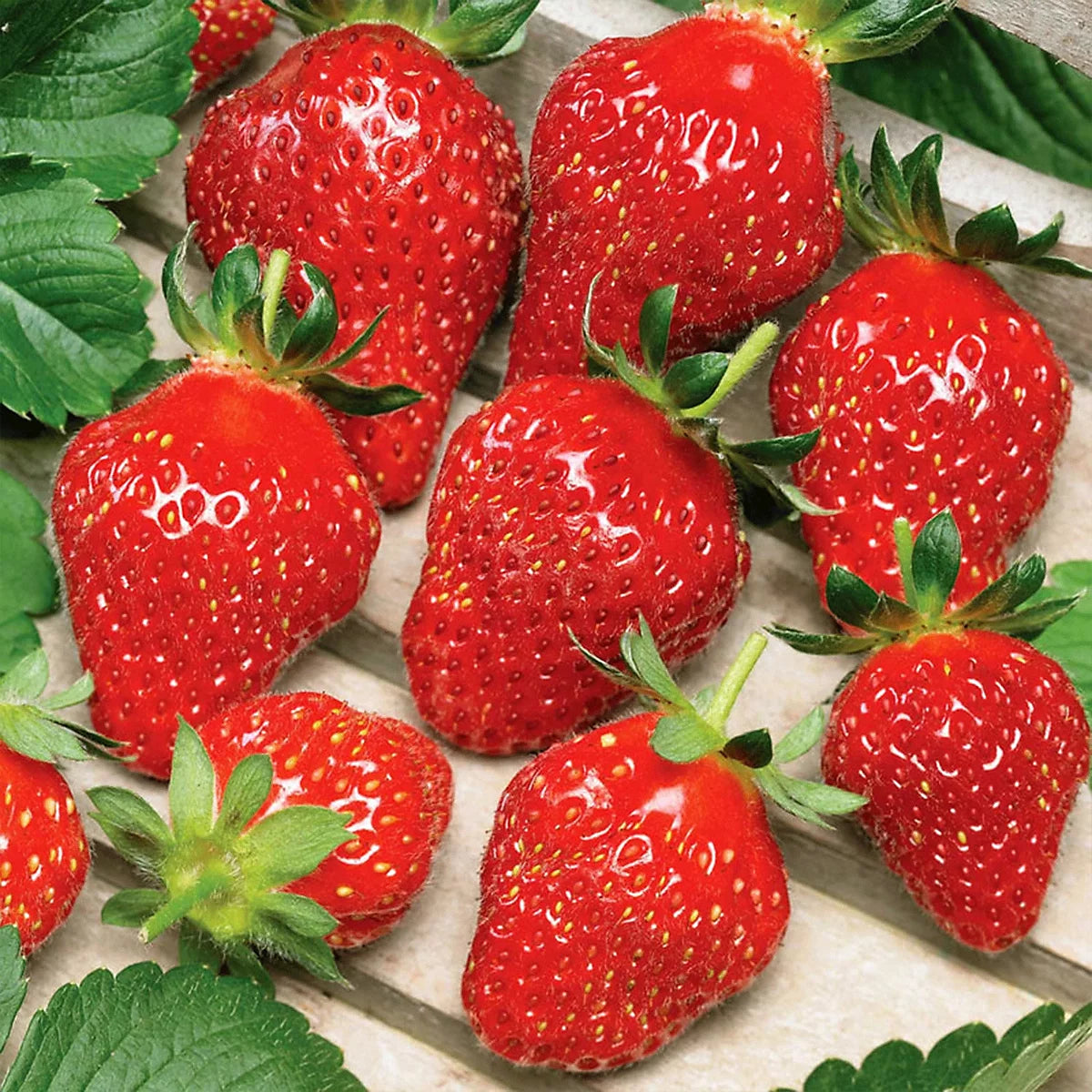Unwins Strawberry Florian Easy To Grow Seeds