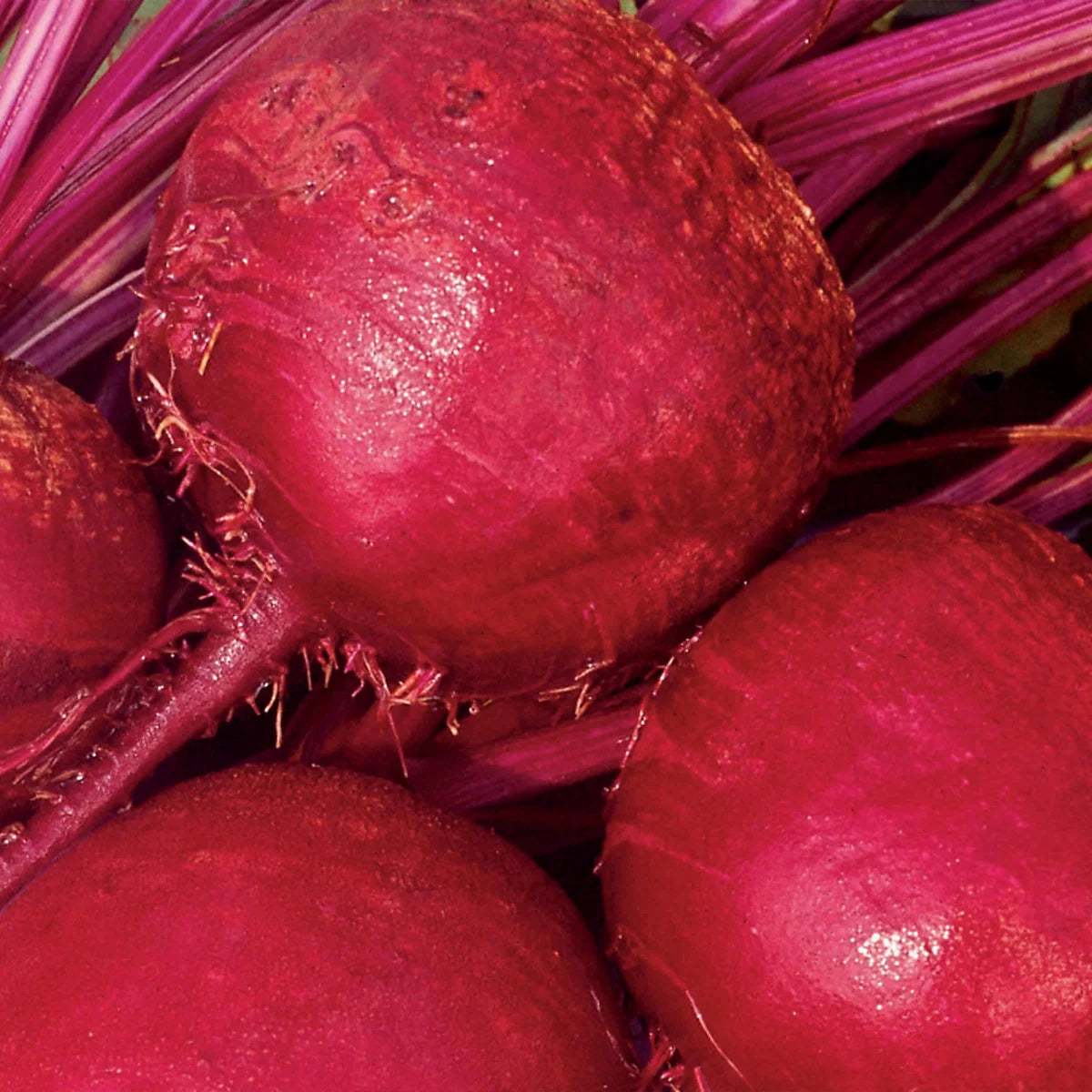 Unwins Beetroot Boltardy Seeds