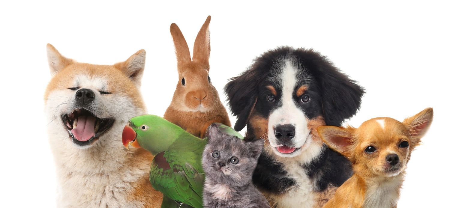 Pet Care