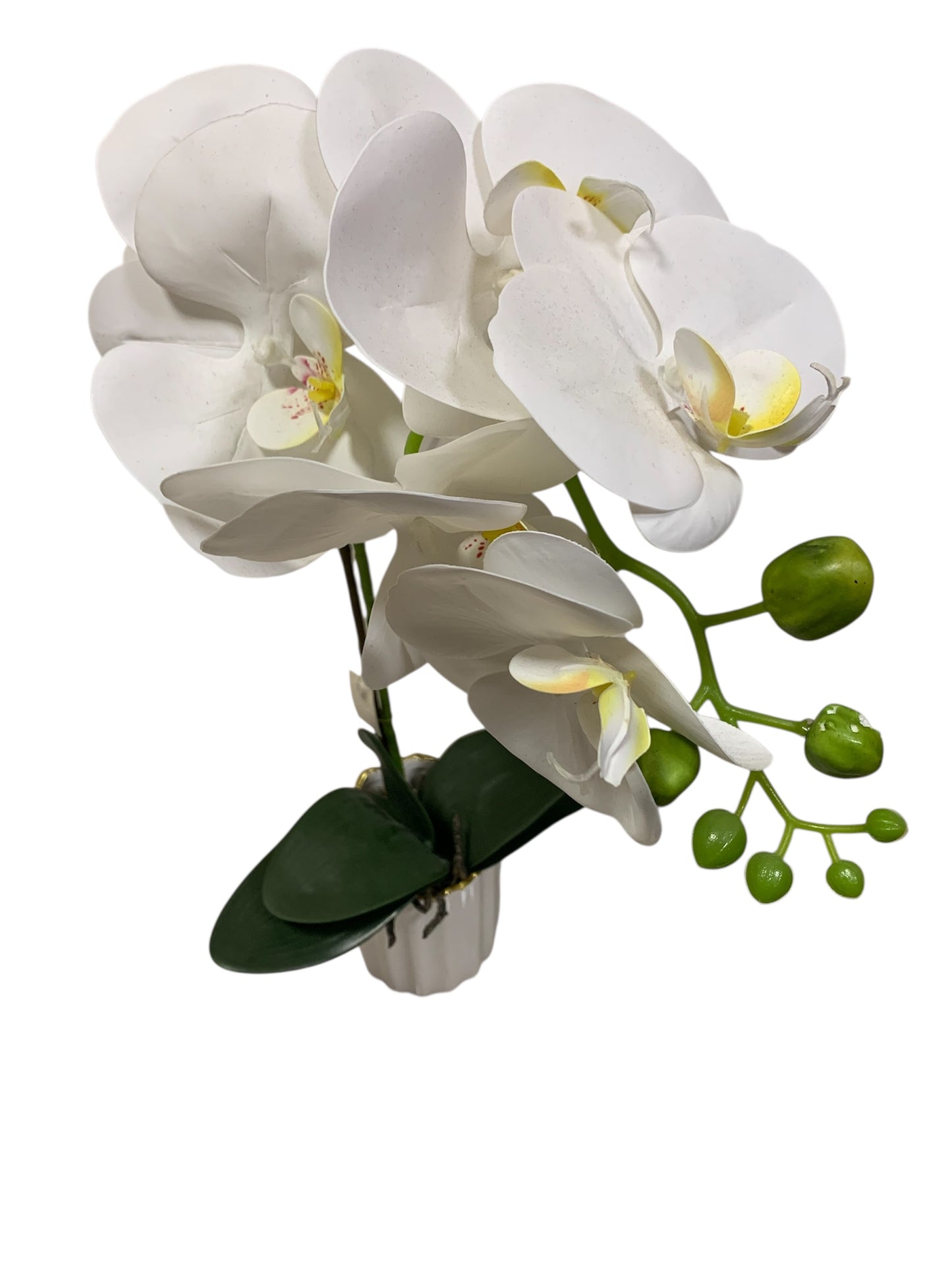 White Phalaenopsis Orchid Flower