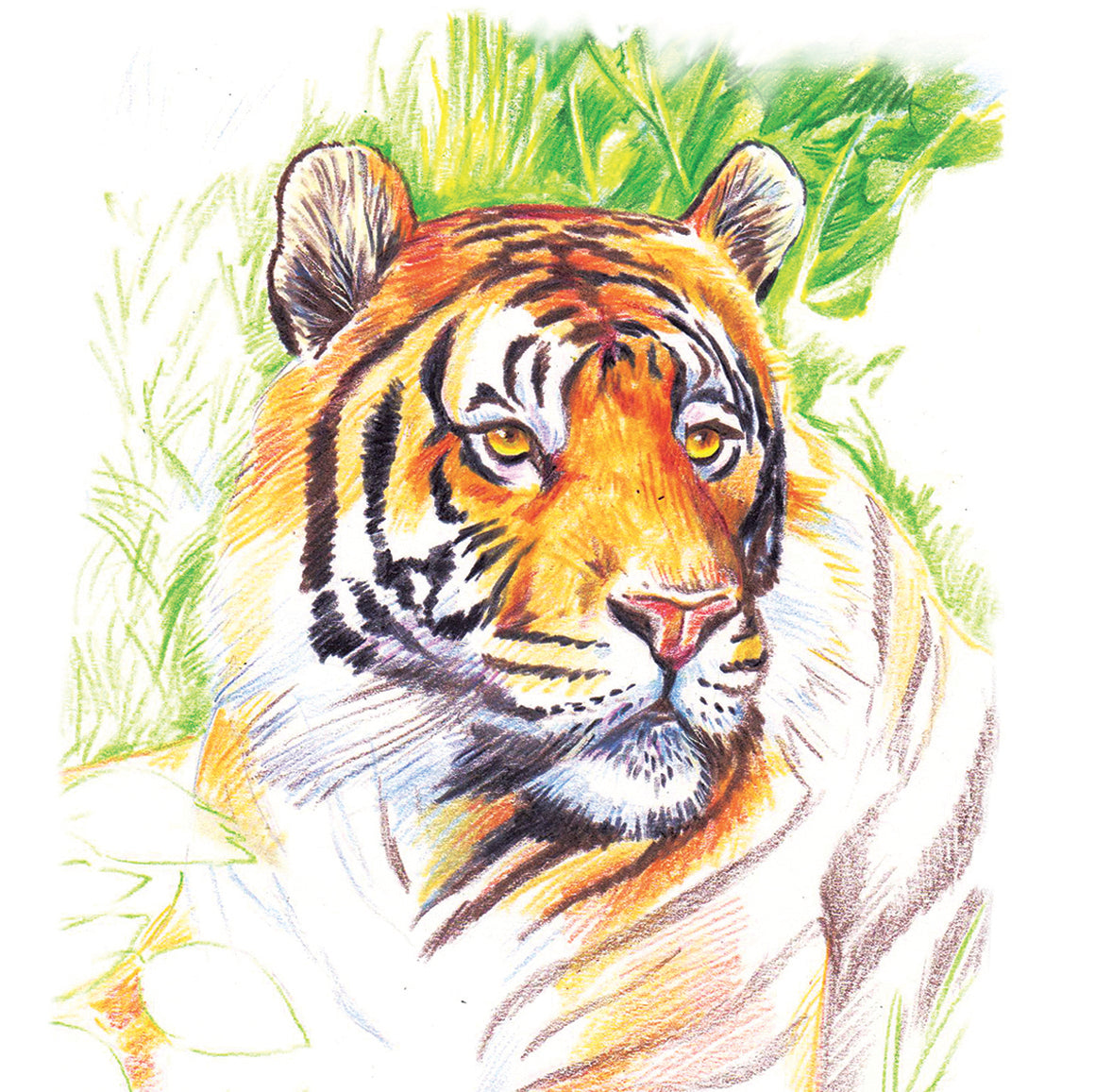 Premium Assorted Colouring Pencils, Pack of 24