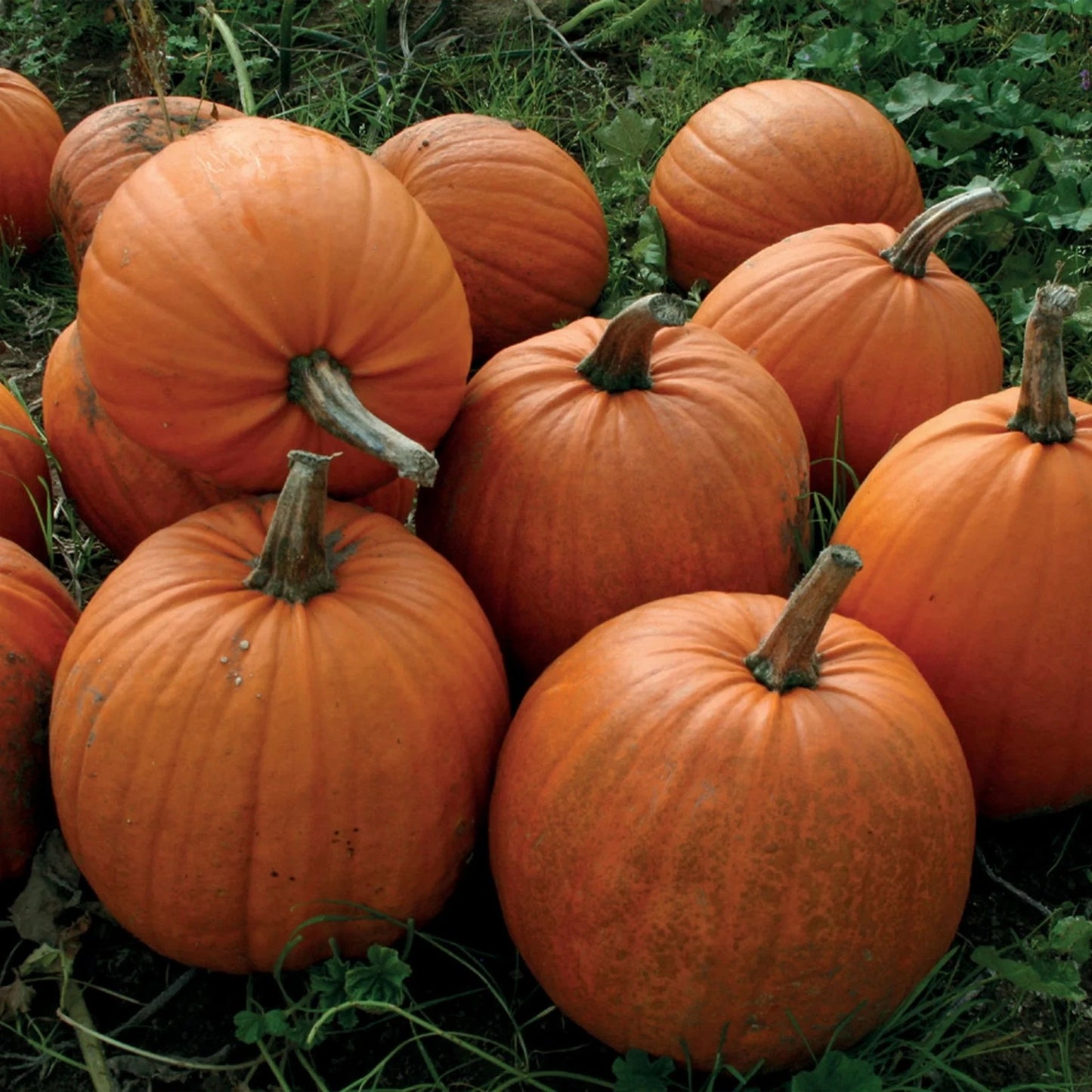 Unwins Vegetable Pumpkin Rocket F1 Hybrid - 5 Seeds