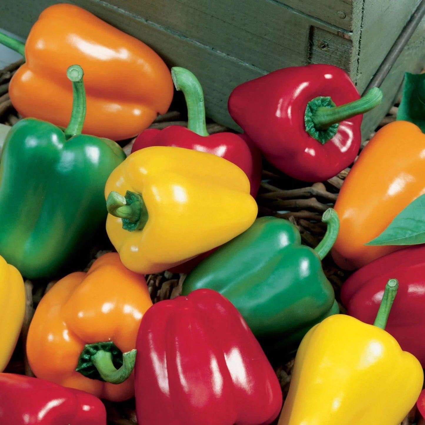 Unwins Pepper (Sweet) Salad Festival F1 Easy To Grow Seeds
