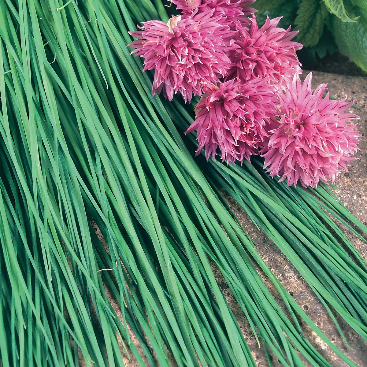 Unwins Herb Chives Fine Leaved Easy To Grow Seeds