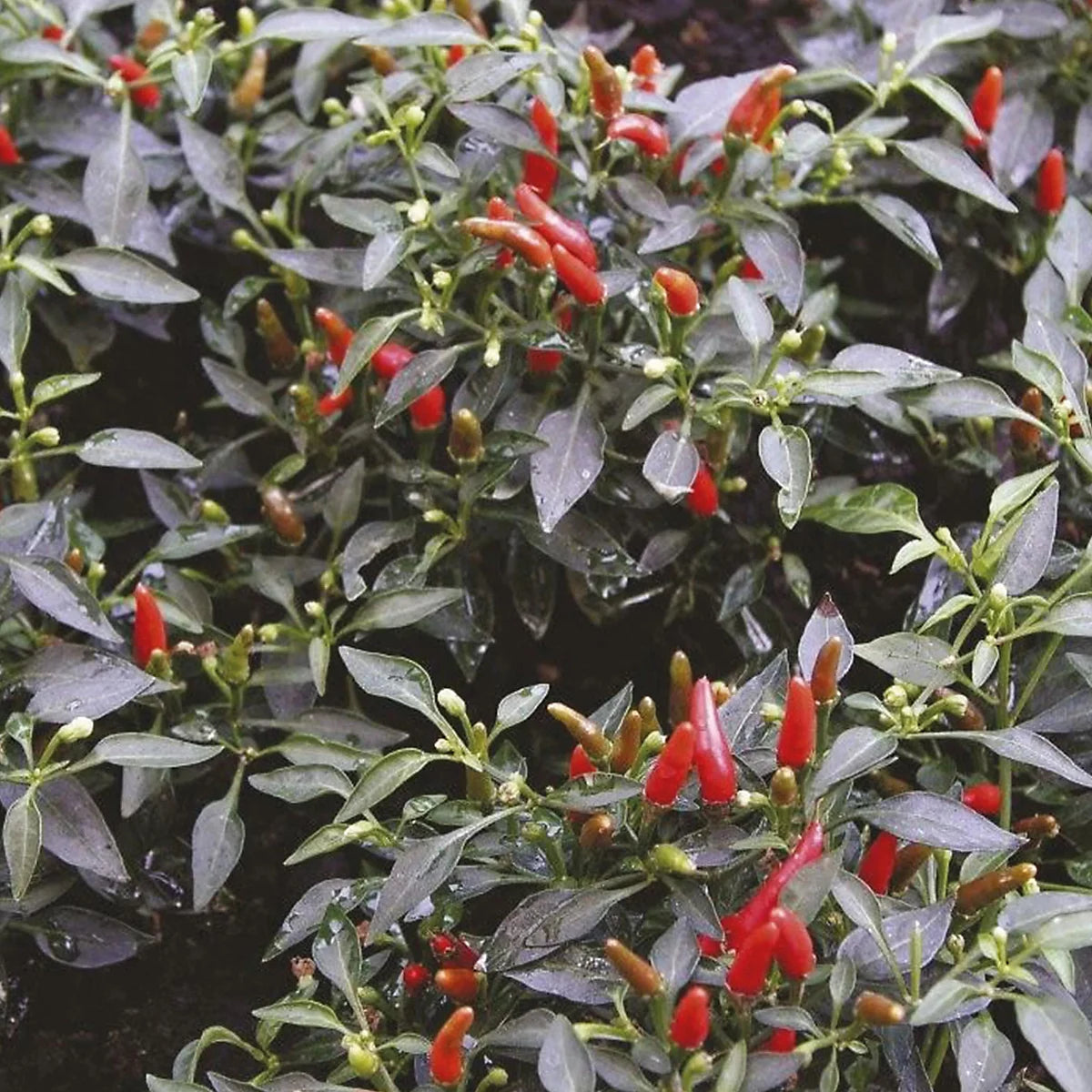 Unwins Vegetable Seeds Pepper Chilli Red Seeds